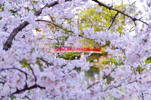 岡崎公園、さくら、3月春の花、愛知県岡崎市の観光・撮影スポットの画像と写真