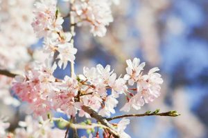 岡崎公園、さくら、3月春の花、愛知県岡崎市の観光・撮影スポットの画像と写真