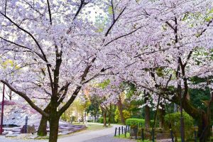 岡崎公園、さくら、3月春の花、愛知県岡崎市の観光・撮影スポットの画像と写真