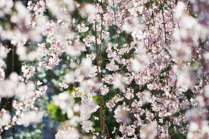 岡崎公園、さくら、3月春の花、愛知県岡崎市の観光・撮影スポットの画像と写真