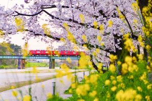 岡崎公園、さくら、3月春の花、愛知県岡崎市の観光・撮影スポットの画像と写真