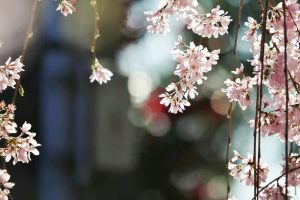 岡崎公園、さくら、3月春の花、愛知県岡崎市の観光・撮影スポットの画像と写真