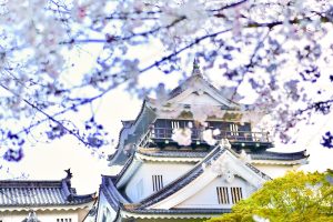 岡崎公園、さくら、3月春の花、愛知県岡崎市の観光・撮影スポットの画像と写真