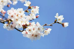 岡崎公園、さくら、3月春の花、愛知県岡崎市の観光・撮影スポットの画像と写真