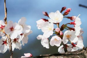 岡崎公園、さくら、3月春の花、愛知県岡崎市の観光・撮影スポットの画像と写真