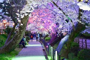 岡崎公園、さくらライトアップ、3月春の花、愛知県岡崎市の観光・撮影スポットの画像と写真