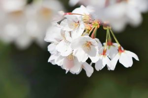 岡崎公園、さくら、3月春の花、愛知県岡崎市の観光・撮影スポットの画像と写真