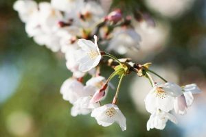 岡崎公園、さくら、3月春の花、愛知県岡崎市の観光・撮影スポットの画像と写真