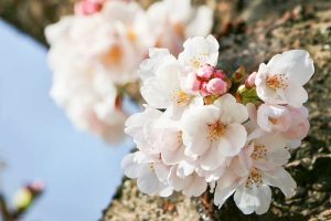岡崎公園、さくら、3月春の花、愛知県岡崎市の観光・撮影スポットの画像と写真
