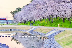 岡崎公園、さくら、3月春の花、愛知県岡崎市の観光・撮影スポットの画像と写真