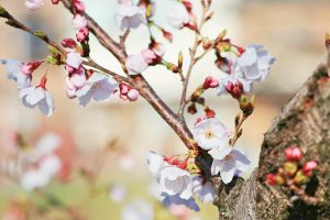 岡崎公園、さくら、3月春の花、愛知県岡崎市の観光・撮影スポットの画像と写真