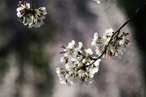 岡崎公園、さくら、3月春の花、愛知県岡崎市の観光・撮影スポットの画像と写真