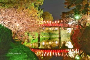 岡崎公園、さくらライトアップ、3月春の花、愛知県岡崎市の観光・撮影スポットの画像と写真