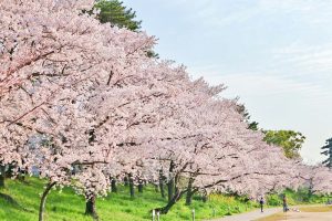 岡崎公園、さくら、3月春の花、愛知県岡崎市の観光・撮影スポットの画像と写真