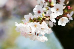 岡崎公園、さくら、3月春の花、愛知県岡崎市の観光・撮影スポットの画像と写真
