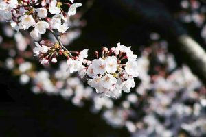 岡崎公園、さくら、3月春の花、愛知県岡崎市の観光・撮影スポットの画像と写真