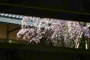 岡崎公園、さくら、3月春の花、愛知県岡崎市の観光・撮影スポットの画像と写真
