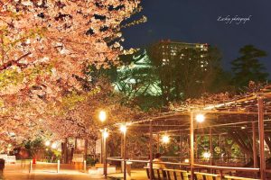 岡崎公園、さくらライトアップ、3月春の花、愛知県岡崎市の観光・撮影スポットの画像と写真