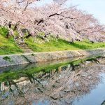 岡崎公園、さくら、3月春の花、愛知県岡崎市の観光・撮影スポットの画像と写真