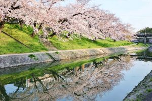 岡崎公園、さくら、3月春の花、愛知県岡崎市の観光・撮影スポットの画像と写真