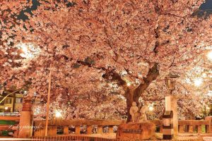 岡崎公園、さくらライトアップ、3月春の花、愛知県岡崎市の観光・撮影スポットの画像と写真