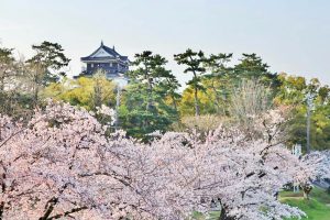 岡崎公園、さくら、3月春の花、愛知県岡崎市の観光・撮影スポットの画像と写真