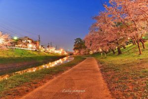 岡崎公園、さくらライトアップ、3月春の花、愛知県岡崎市の観光・撮影スポットの画像と写真