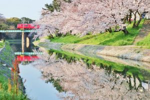 岡崎公園、さくら、3月春の花、愛知県岡崎市の観光・撮影スポットの画像と写真