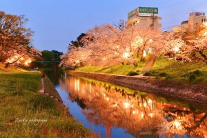 岡崎公園、さくらライトアップ、3月春の花、愛知県岡崎市の観光・撮影スポットの画像と写真