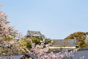 岡崎公園、さくら、3月春の花、愛知県岡崎市の観光・撮影スポットの画像と写真