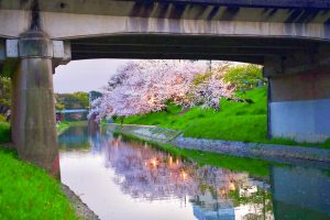 岡崎公園、さくら、3月春の花、愛知県岡崎市の観光・撮影スポットの画像と写真