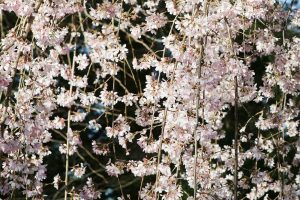 岡崎公園、さくら、3月春の花、愛知県岡崎市の観光・撮影スポットの画像と写真