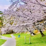 岡崎公園、さくら、3月春の花、愛知県岡崎市の観光・撮影スポットの画像と写真