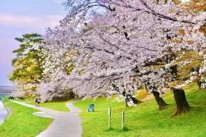 岡崎公園、さくら、3月春の花、愛知県岡崎市の観光・撮影スポットの画像と写真