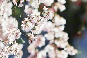 岡崎公園、さくら、3月春の花、愛知県岡崎市の観光・撮影スポットの画像と写真