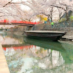 奥の細道むすびの地記念館、水門川、桜まつり、4月春の花、岐阜県大垣市の観光・撮影スポットの画像と写真