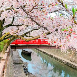 奥の細道むすびの地記念館、水門川、桜まつり、4月春の花、岐阜県大垣市の観光・撮影スポットの画像と写真