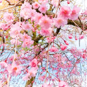 奥の細道むすびの地記念館、水門川、桜まつり、4月春の花、岐阜県大垣市の観光・撮影スポットの画像と写真