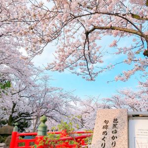 奥の細道むすびの地記念館、水門川、桜まつり、4月春の花、岐阜県大垣市の観光・撮影スポットの画像と写真