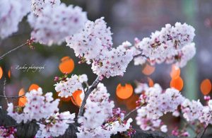 大垣市奥の細道むすびの地記念館、水門川、桜まつり、4月春の花、岐阜県大垣市の観光・撮影スポットの画像と写真