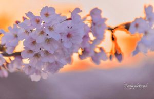大垣市奥の細道むすびの地記念館、水門川、桜まつり、4月春の花、岐阜県大垣市の観光・撮影スポットの画像と写真