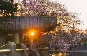 大垣市奥の細道むすびの地記念館、水門川、桜まつり、4月春の花、岐阜県大垣市の観光・撮影スポットの画像と写真