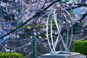 大垣市奥の細道むすびの地記念館、水門川、桜まつり、4月春の花、岐阜県大垣市の観光・撮影スポットの画像と写真