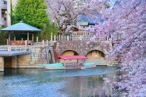 大垣市奥の細道むすびの地記念館、水門川、桜まつり、4月春の花、岐阜県大垣市の観光・撮影スポットの画像と写真