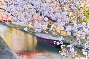 大垣市奥の細道むすびの地記念館、水門川、桜まつり、4月春の花、岐阜県大垣市の観光・撮影スポットの画像と写真