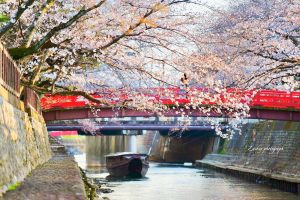 大垣市奥の細道むすびの地記念館、水門川、桜まつり、4月春の花、岐阜県大垣市の観光・撮影スポットの画像と写真