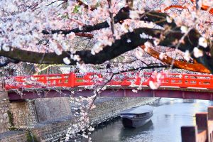奥の細道むすびの地記念館、水門川、桜まつり、4月春の花、岐阜県大垣市の観光・撮影スポットの画像と写真