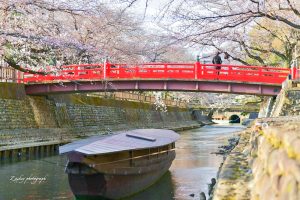 大垣市奥の細道むすびの地記念館、水門川、桜まつり、4月春の花、岐阜県大垣市の観光・撮影スポットの画像と写真