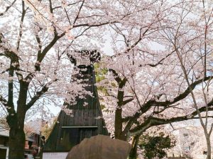 奥の細道むすびの地記念館、水門川、桜まつり、4月春の花、岐阜県大垣市の観光・撮影スポットの画像と写真