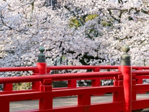 奥の細道むすびの地記念館、水門川、桜まつり、4月春の花、岐阜県大垣市の観光・撮影スポットの画像と写真